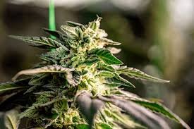 The Ultimate Guide to Autoflower Seeds 1 The Ultimate Guide to Autoflower Seeds 1